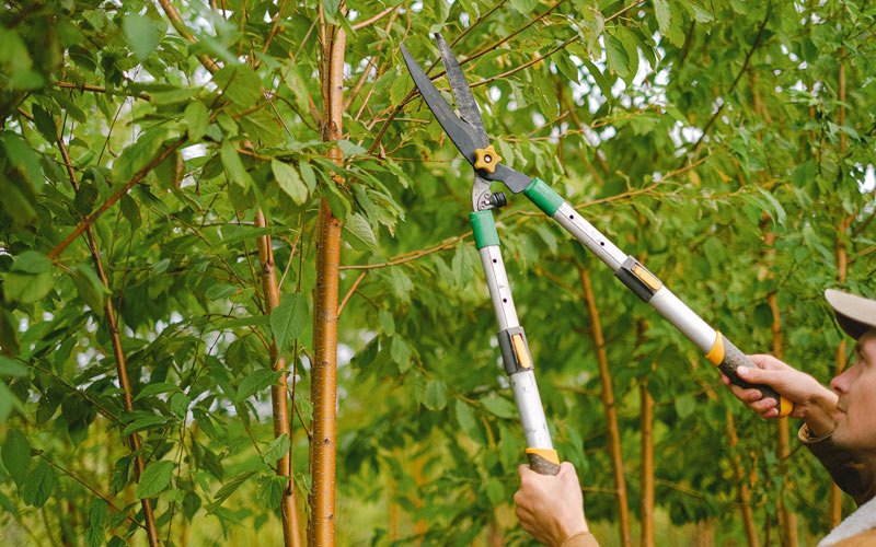 Tree trimming in Inkster, ND
