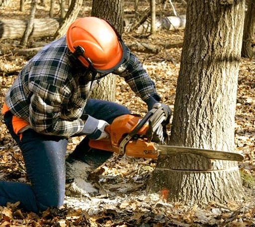 Tree Removal in Inkster, ND